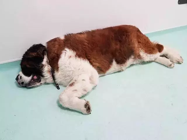 8歲狗狗不吃不喝,主人帶去醫院竟在肚子裡檢查出了這些……