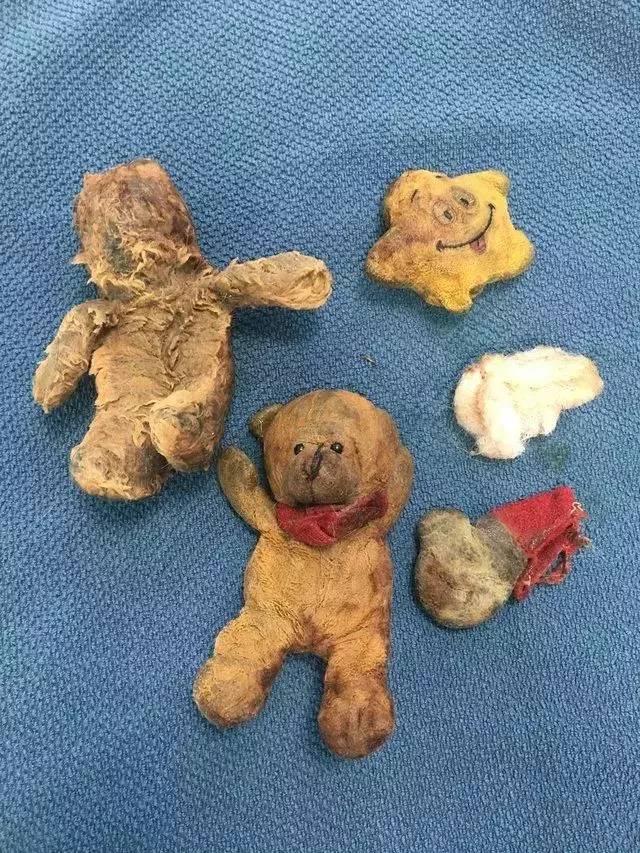 8歲狗狗不吃不喝,主人帶去醫院竟在肚子裡檢查出了這些……