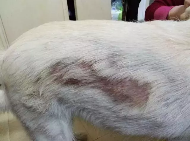 8歲狗狗不吃不喝,主人帶去醫院竟在肚子裡檢查出了這些……
