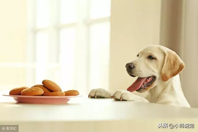 狗狗正確喂養,讓你做個有經驗的寵物主