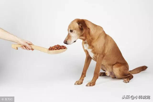 狗狗正確喂養,讓你做個有經驗的寵物主