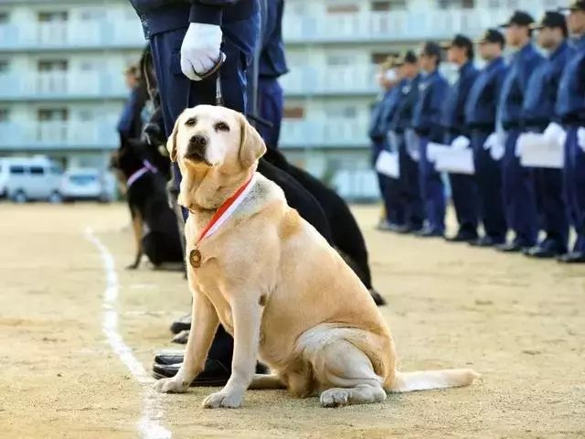 狗狗連續6年考警犬都失敗了,為了紀念它粉絲建了一尊銅像……