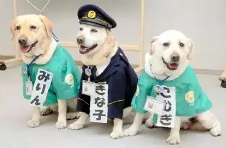 狗狗連續6年考警犬都失敗了,為了紀念它粉絲建了一尊銅像……