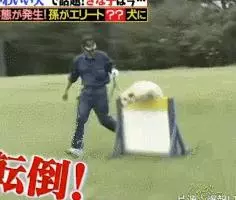 狗狗連續6年考警犬都失敗了,為了紀念它粉絲建了一尊銅像……