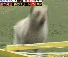 狗狗連續6年考警犬都失敗了,為了紀念它粉絲建了一尊銅像……