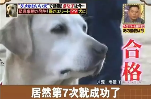 狗狗連續6年考警犬都失敗了,為了紀念它粉絲建了一尊銅像……