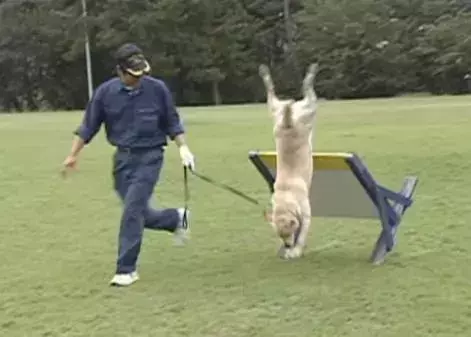 狗狗連續6年考警犬都失敗了,為了紀念它粉絲建了一尊銅像……