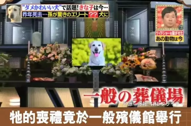 狗狗連續6年考警犬都失敗了,為了紀念它粉絲建了一尊銅像……