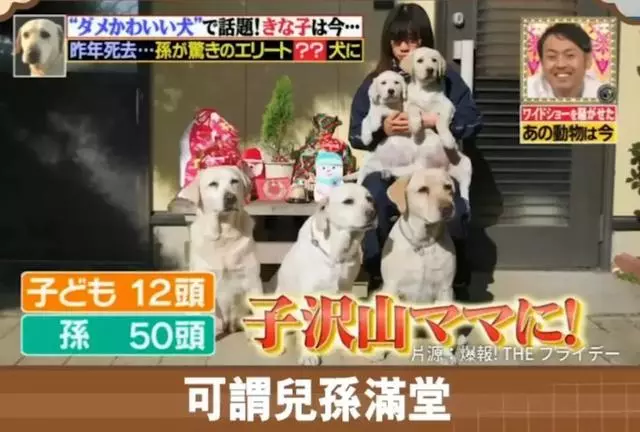 狗狗連續6年考警犬都失敗了,為了紀念它粉絲建了一尊銅像……
