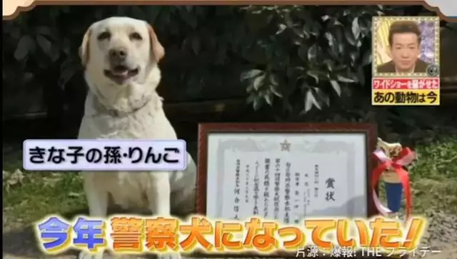 狗狗連續6年考警犬都失敗了,為了紀念它粉絲建了一尊銅像……