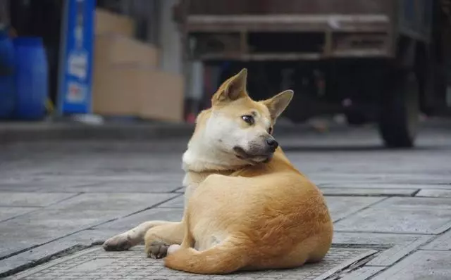 最忠誠的5種狗狗,二哈果然不在其中,最後一種狗現在很少見了
