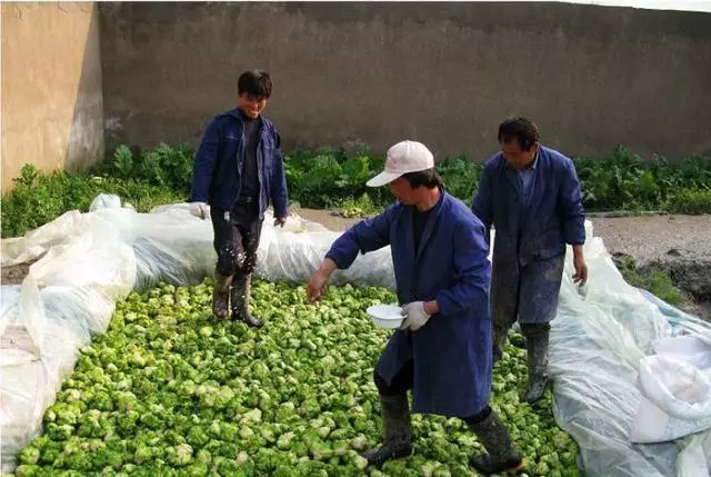 用腳「踩出來」的天然食物?很多人都吃過,你可能天天都在吃