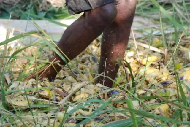 用腳「踩出來」的天然食物?很多人都吃過,你可能天天都在吃