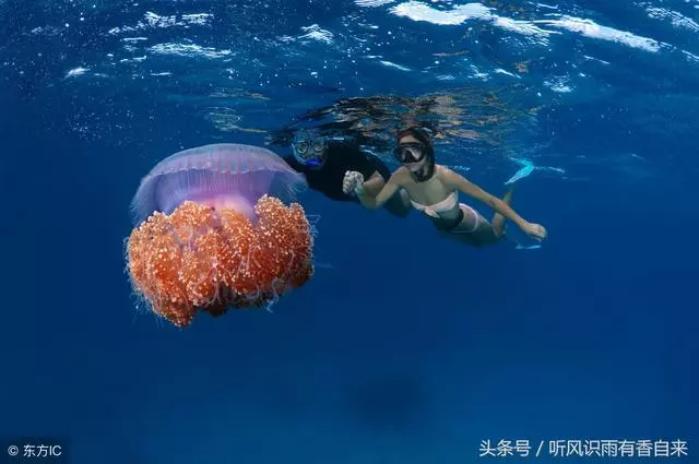 地球上最深的海溝,科學家深入8000米的海底,發現了一條奇怪的魚