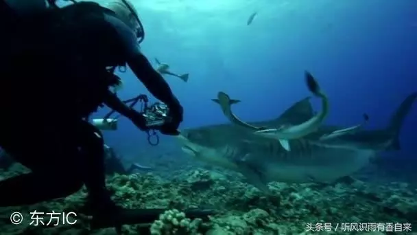 地球上最深的海溝,科學家深入8000米的海底,發現了一條奇怪的魚