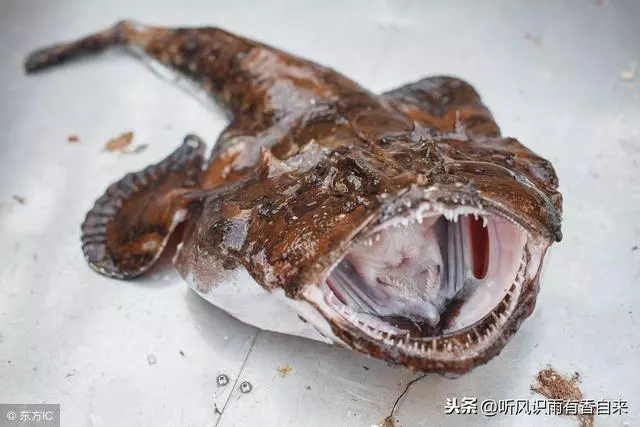 地球上最深的海溝,科學家深入8000米的海底,發現了一條奇怪的魚