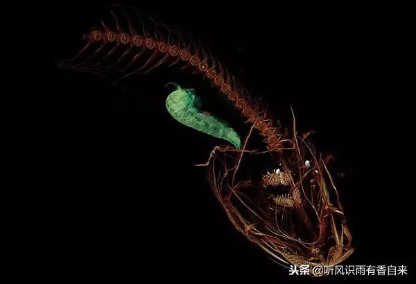 地球上最深的海溝,科學家深入8000米的海底,發現了一條奇怪的魚