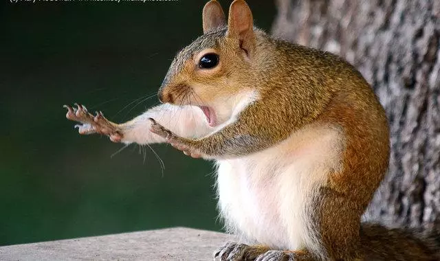 搞笑野生動物獎公布,評委說讓人笑出聲的才能入選