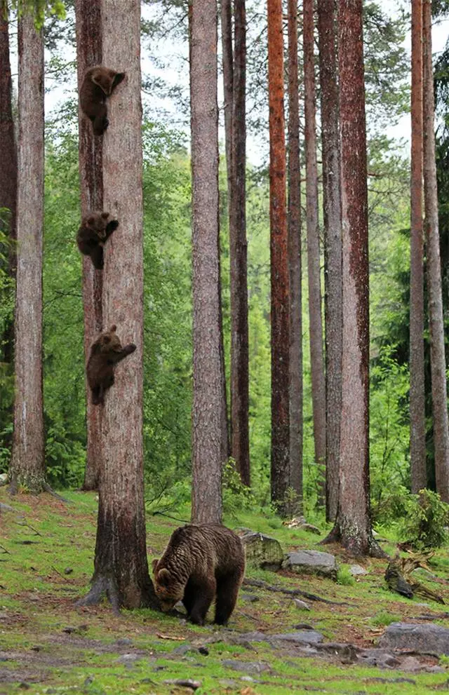 搞笑野生動物獎公布,評委說讓人笑出聲的才能入選