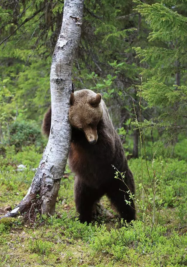 搞笑野生動物獎公布,評委說讓人笑出聲的才能入選