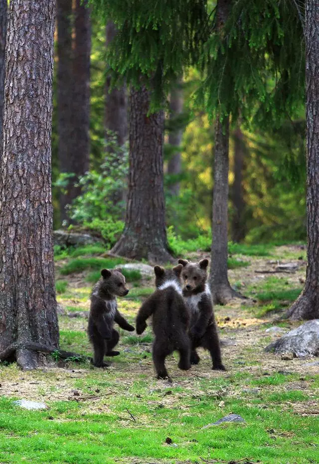 搞笑野生動物獎公布,評委說讓人笑出聲的才能入選