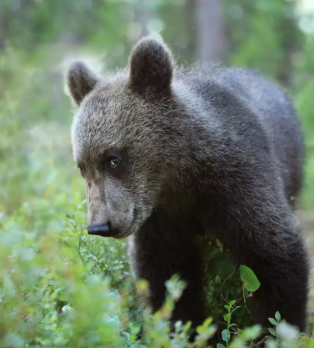 搞笑野生動物獎公布,評委說讓人笑出聲的才能入選