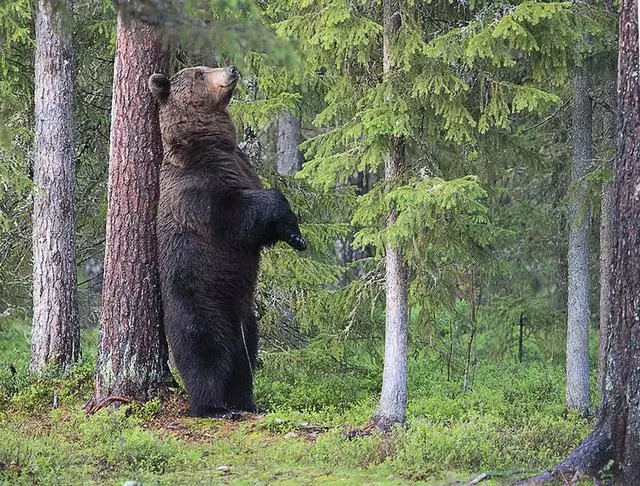 搞笑野生動物獎公布,評委說讓人笑出聲的才能入選