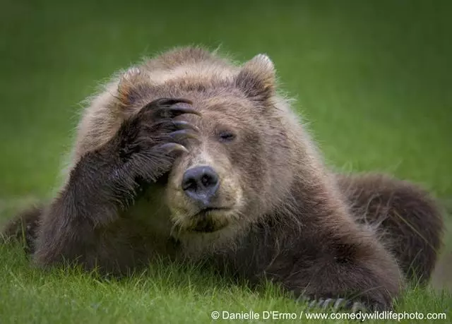 搞笑野生動物獎公布,評委說讓人笑出聲的才能入選