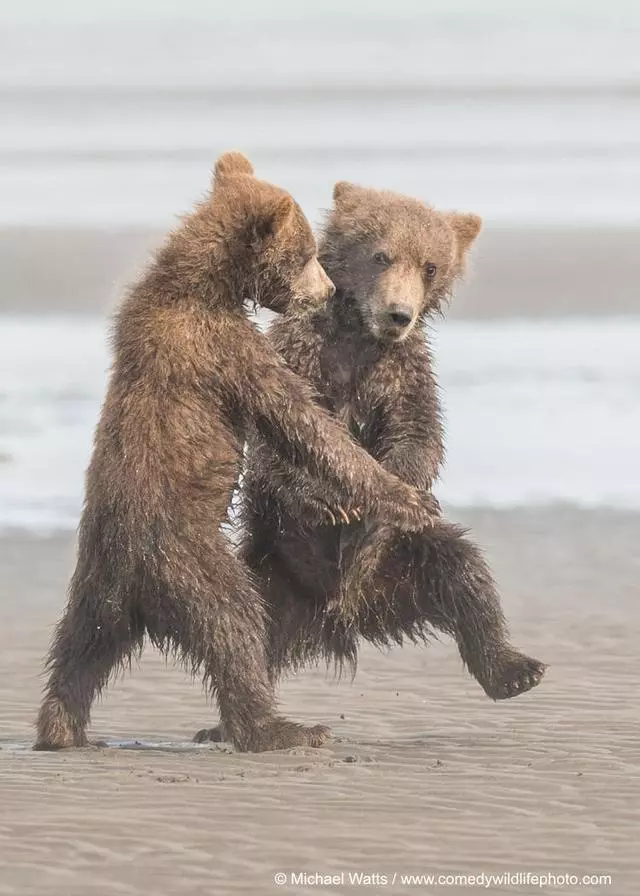 搞笑野生動物獎公布,評委說讓人笑出聲的才能入選