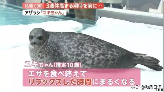 日本一隻海豹火了,因為它會突然變圓……