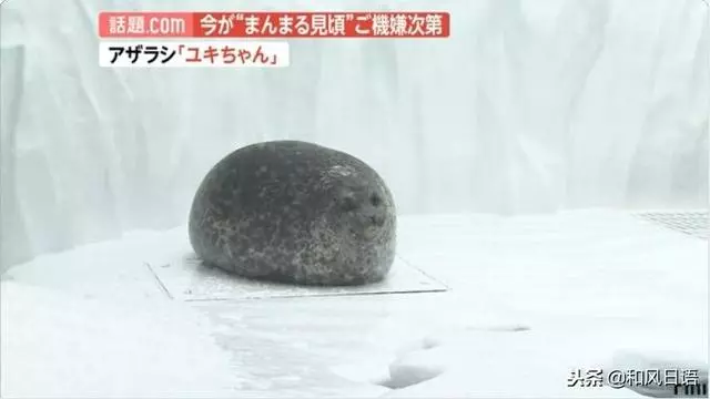 日本一隻海豹火了,因為它會突然變圓……