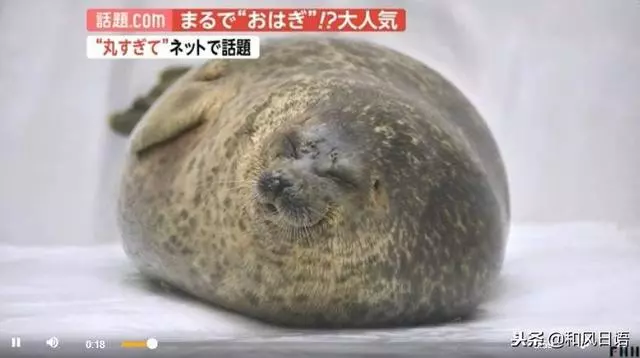 日本一隻海豹火了,因為它會突然變圓……