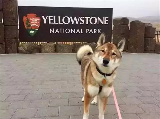狗狗被查出癌症晚期,主人放下工作帶它旅行,陪伴愛犬最後時光