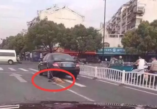 路遇狗狗被主人開車拖行,網友怒了,一個橫向移動攔截