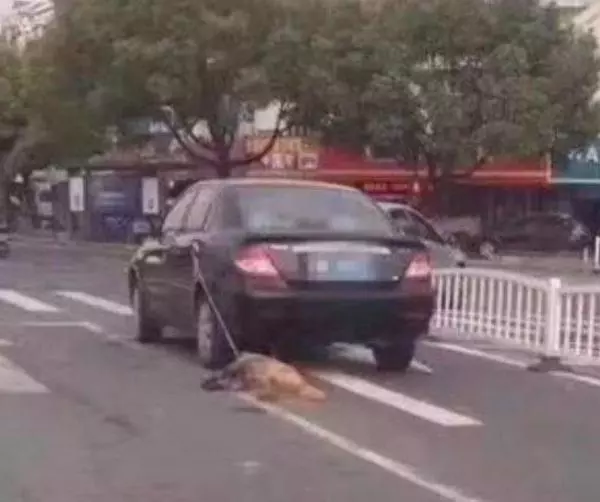 路遇狗狗被主人開車拖行,網友怒了,一個橫向移動攔截