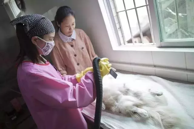 寵物殯葬師:每一個生命,都可以體面地與世界告別