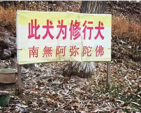 主人讓狗狗在此修行,狗狗餓壞了盯著遊客:施主,賞個雞腿吧