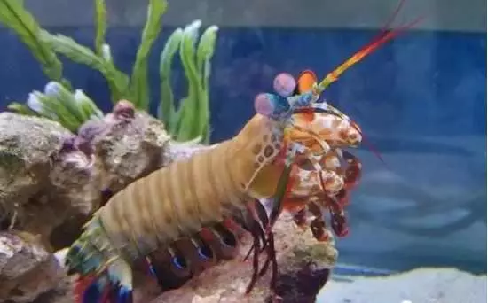 海邊釣魚釣到一尾「超奇特龍蝦」決定帶回家養,結果隔天他後悔了:早知道把牠吃掉就沒事了