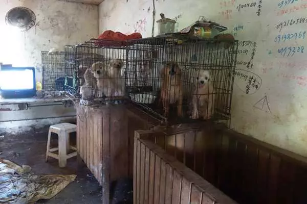 這對夫妻領養遭虐的「寵物豬」,最後卻把小豬吃掉,甚至無恥嗆聲「吃牠又不違法!」