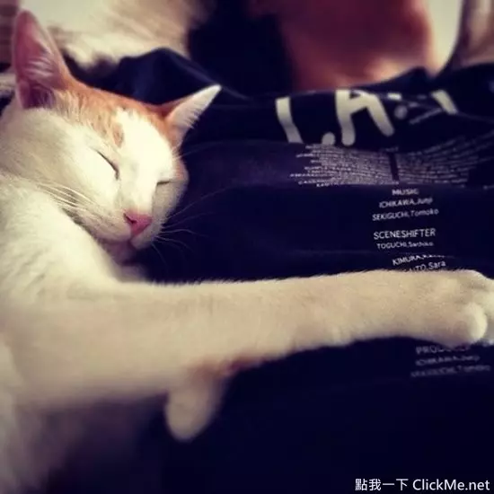《別人家的貓 VS 自己家的貓》現實果然是殘酷的啊...