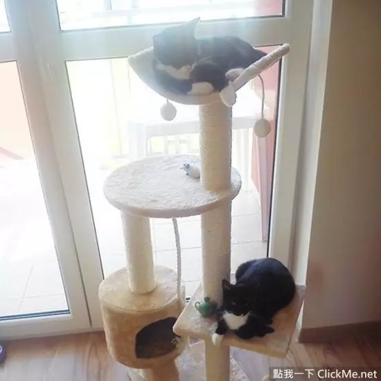 《別人家的貓 VS 自己家的貓》現實果然是殘酷的啊...