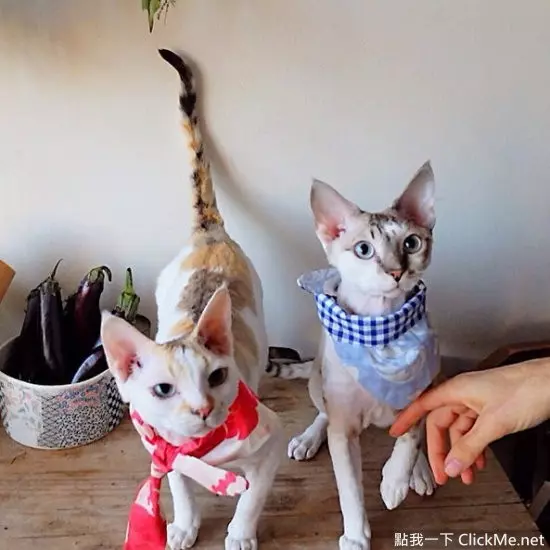 《別人家的貓 VS 自己家的貓》現實果然是殘酷的啊...