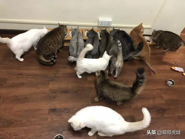 排排坐吃飯「就它最顯眼」!2倍大身材「臉蛋反差萌」網笑:搭不起來~