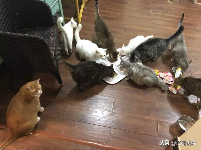 排排坐吃飯「就它最顯眼」!2倍大身材「臉蛋反差萌」網笑:搭不起來~
