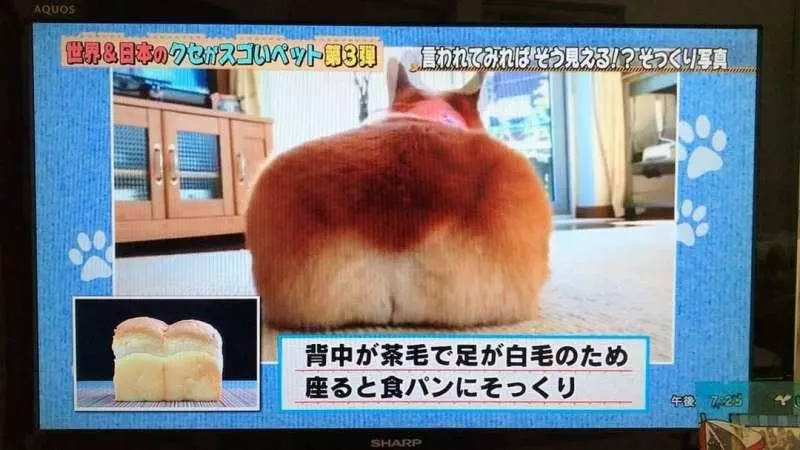 這吐司怎麼會動? 「本尊」一轉過來迷倒千萬網友