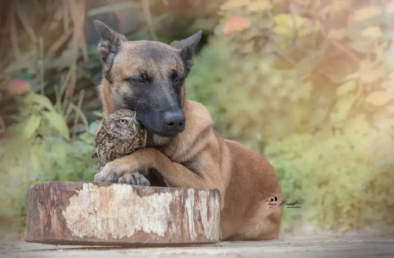 大狼犬被貓頭鷹收編「變專屬跟屁蟲」　凹嗚：我欲甲你攬牢牢~