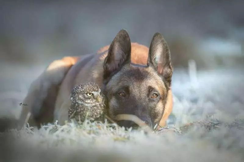 大狼犬被貓頭鷹收編「變專屬跟屁蟲」　凹嗚：我欲甲你攬牢牢~