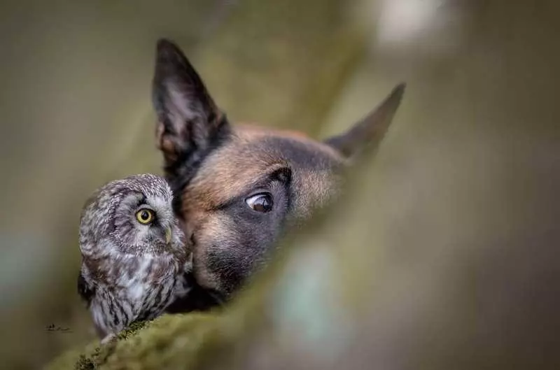 大狼犬被貓頭鷹收編「變專屬跟屁蟲」　凹嗚：我欲甲你攬牢牢~