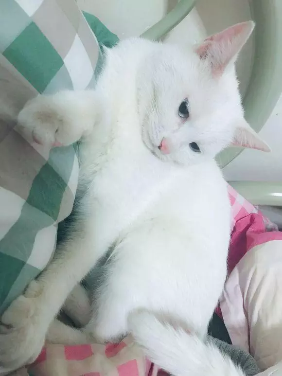 收養一隻流浪貓,家裡的狗狗十分嫌棄,第二天她看到這幕後卻笑噴
