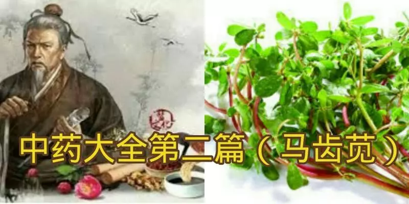 中藥大全第二篇(馬齒莧)馬齒莧的功效、作用與食用方法!